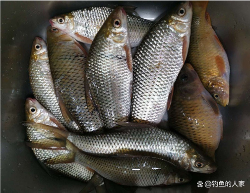 野釣鯪魚如何選擇釣點_釣鳊魚釣位選擇_釣鳡魚的釣點