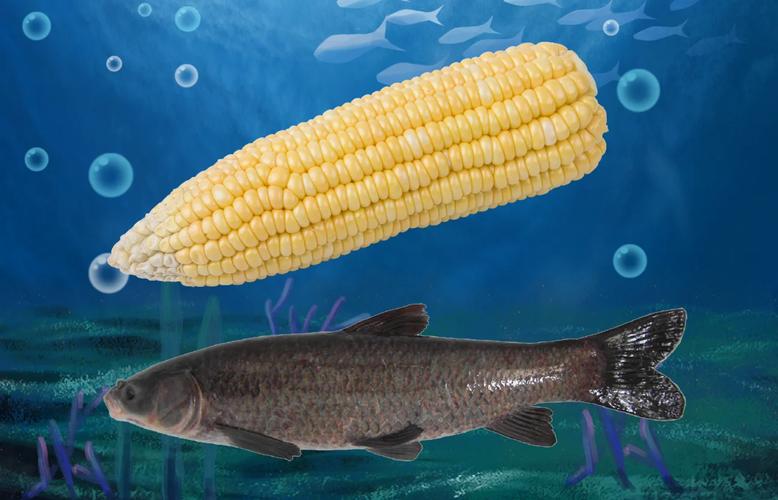 釣深水技巧_夏季釣魚技巧_夏季池塘釣魚技巧