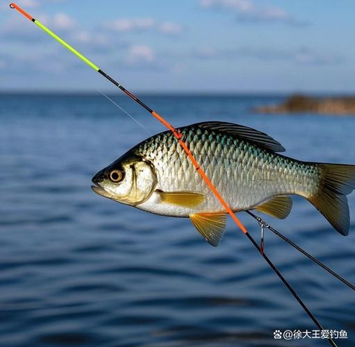 調漂經驗分享_深秋垂釣鯽魚技巧_釣大鯽用漂技巧