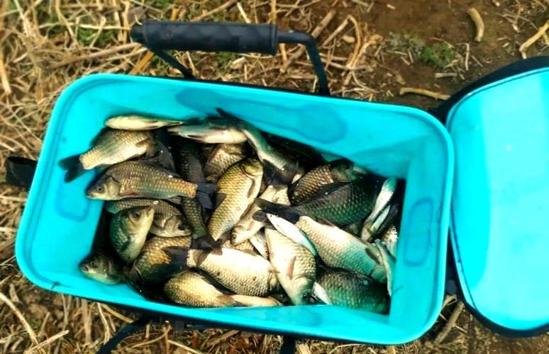 深秋垂釣鯽魚技巧_釣大鯽用漂技巧_調漂經驗分享