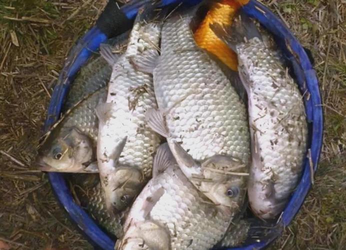 釣大鯽用漂技巧_調漂經驗分享_深秋垂釣鯽魚技巧