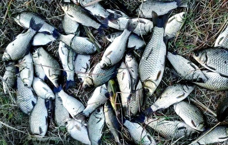 平湖東湖可以釣魚嗎_東平湖野釣_平湖哪里野釣魚多