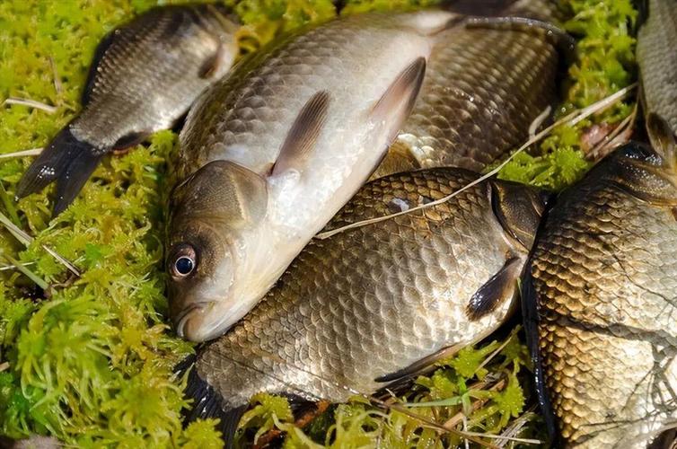 東平湖野釣_平湖東湖可以釣魚嗎_平湖哪里野釣魚多