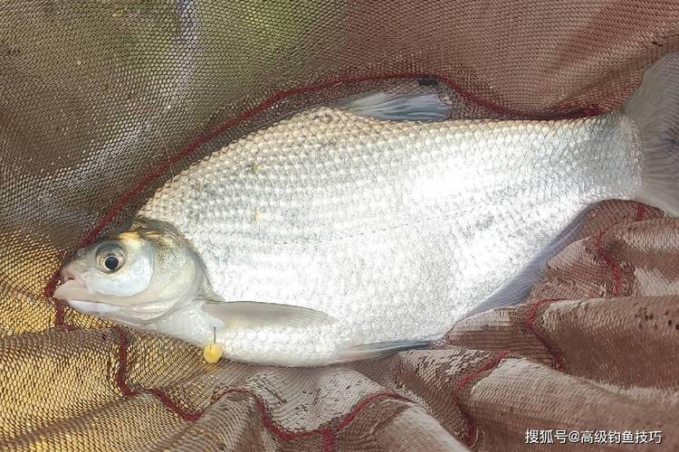 釣鯰魚技巧_鯰魚最佳出釣時機_釣鯰魚技巧