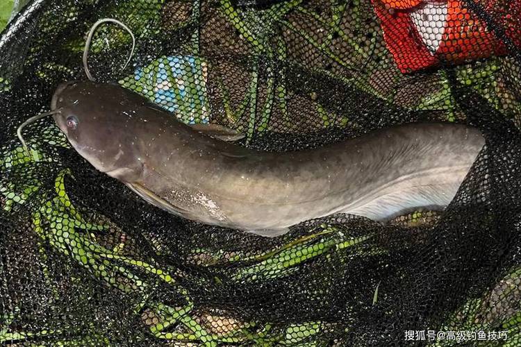 鯰魚釣法分享_釣鯰魚技巧_釣鯰魚技巧