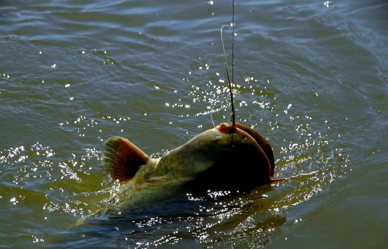 釣鯰魚技巧_鯰魚釣法分享_釣鯰魚技巧