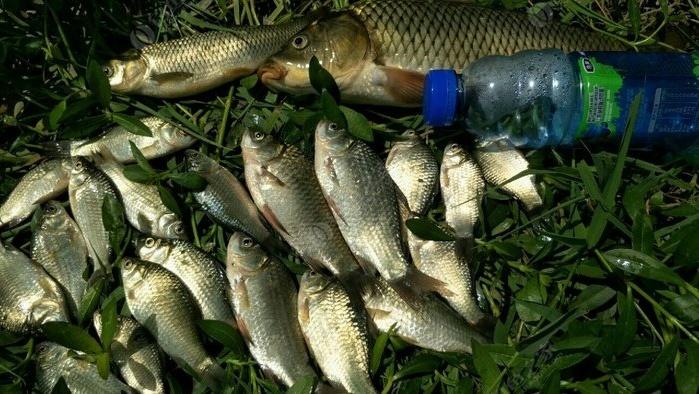 冬季夜釣草魚水溫多少好_釣餌冬季夜草魚好用嗎_冬季夜釣草魚用什么餌最好