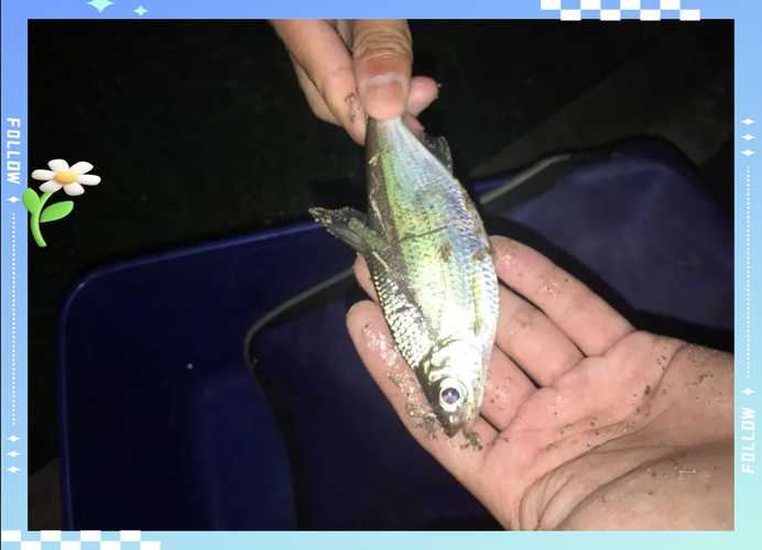 夜光棒浮漂搭配_釣魚夜光浮_夜釣浮漂調漂技巧