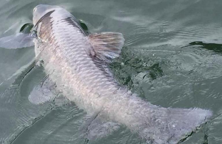 釣青魚_釣青魚釣點選擇_釣青魚釣具選擇