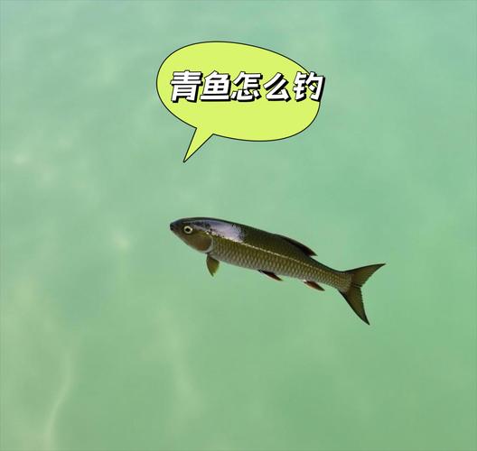 釣青魚釣點選擇_釣青魚釣具選擇_釣青魚