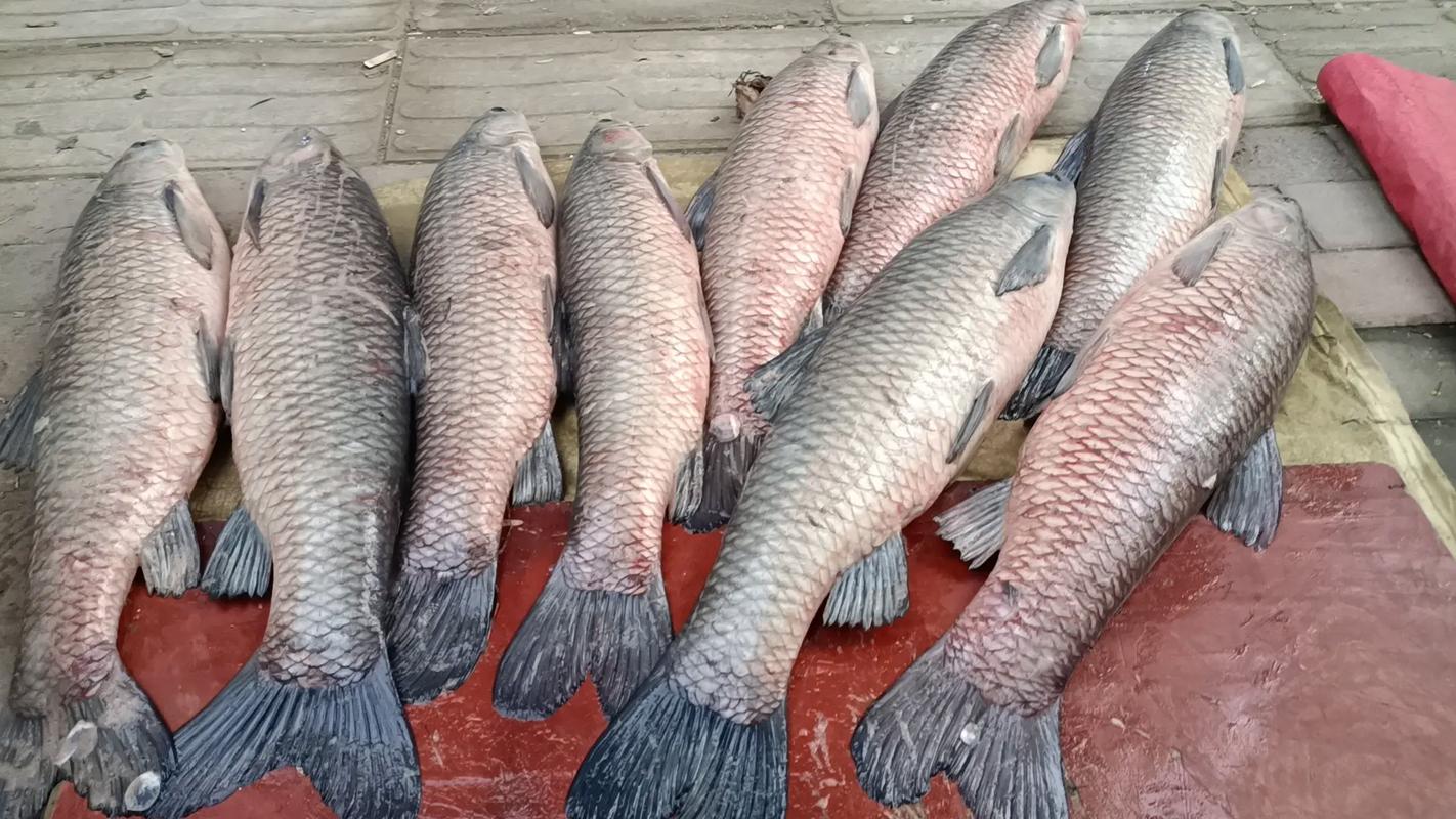 釣青魚_釣青魚釣具選擇_釣青魚釣點選擇