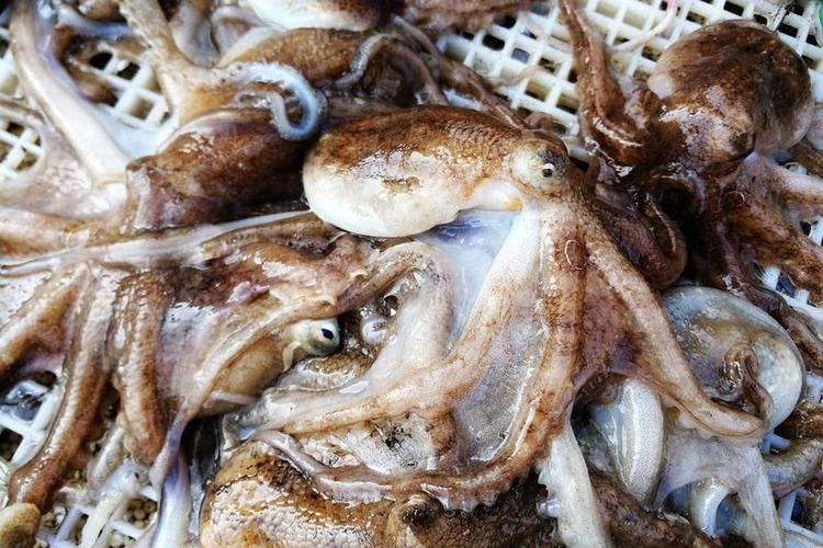 開凌梭 清燉梭魚 梭魚辨別_梭子魚圖片