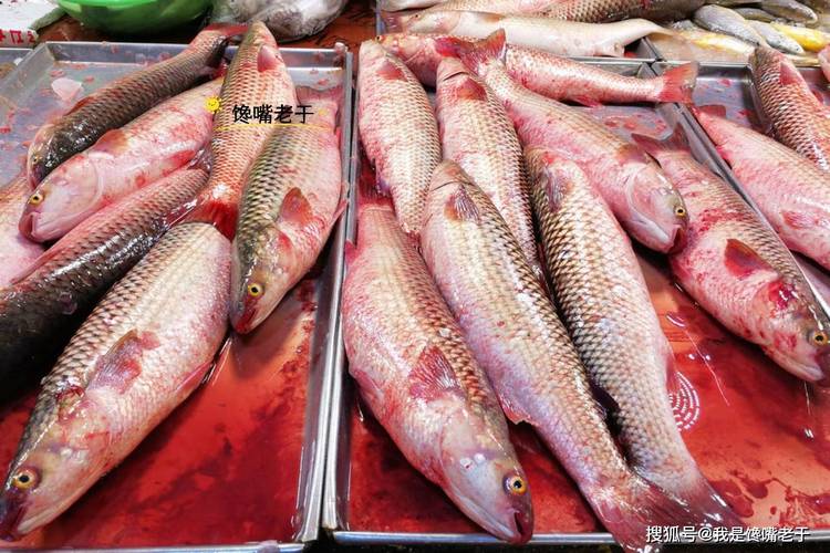 梭子魚圖片_開凌梭 清燉梭魚 梭魚辨別