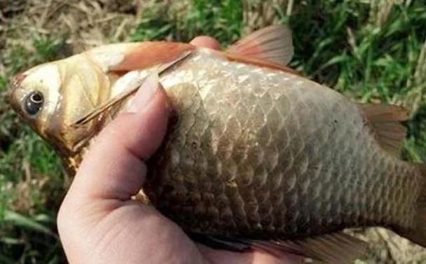 野生鯉魚用什么釣_野生鯉魚釣餌配方大全_釣野生鯉魚的最佳餌料