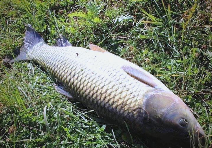 玉米釣草魚技巧攻略_秋季草魚玉米餌料釣法_十月份釣草魚用什么餌料最好