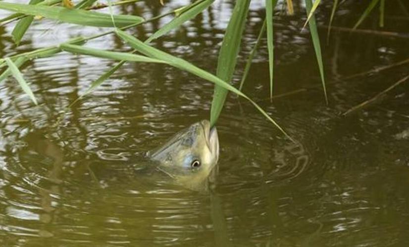 十月份釣草魚用什么餌料最好_玉米釣草魚技巧攻略_秋季草魚玉米餌料釣法