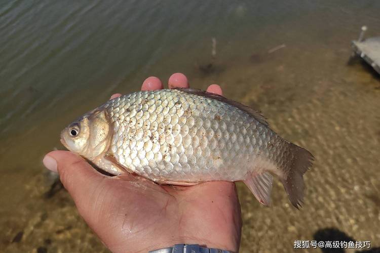 手竿釣鰱鳙線組搭配_20斤一30斤鰱鳙用多大線組_手竿釣鰱鳙技巧