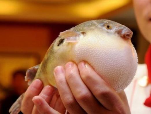 河豚是什么_上海河豚魚開禁時間表_河豚魚巴魚區別