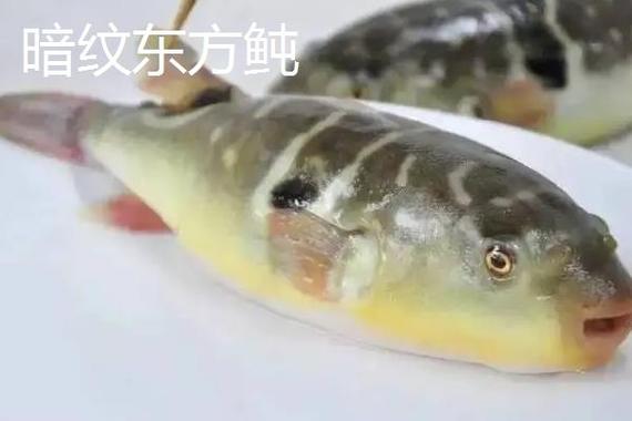 上海河豚魚開禁時間表_河豚魚巴魚區別_河豚是什么