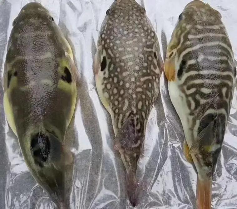 河豚是什么_河豚魚巴魚區別_上海河豚魚開禁時間表