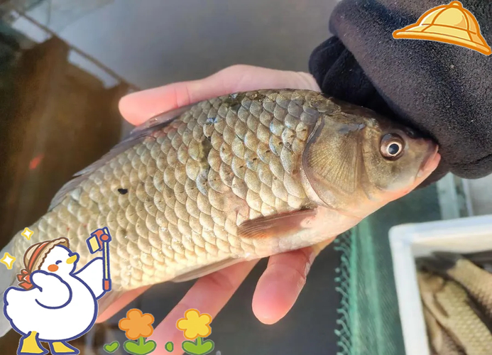 釣魚餌料配方_化氏餌料野釣鯽魚配方_爺爺的餌料哲學