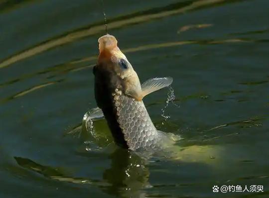 避坑指南_野釣技巧分享_釣魚初學者入門教程