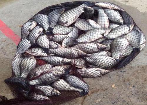 野釣技巧分享_避坑指南_釣魚初學者入門教程