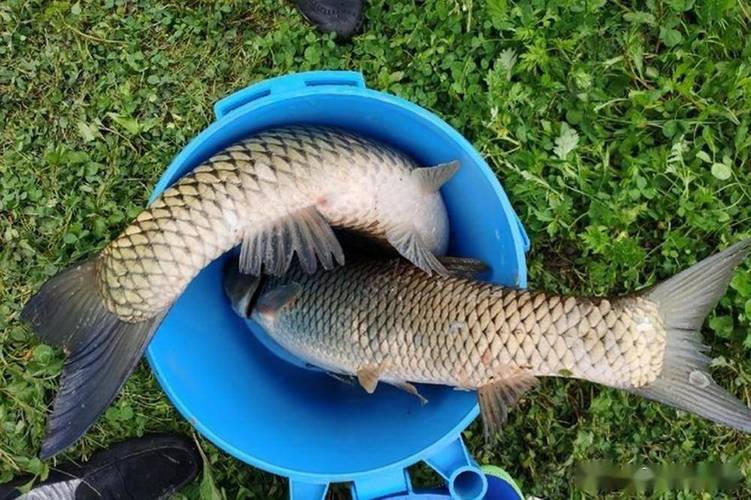 夜釣野釣草魚餌料配方_野釣草魚餌料配方視頻_夜釣野釣草魚釣組配置