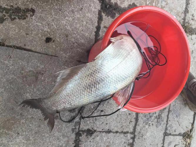 遙控船打窩釣魚違法_釣魚打窩船_打窩船下絲網非法捕撈