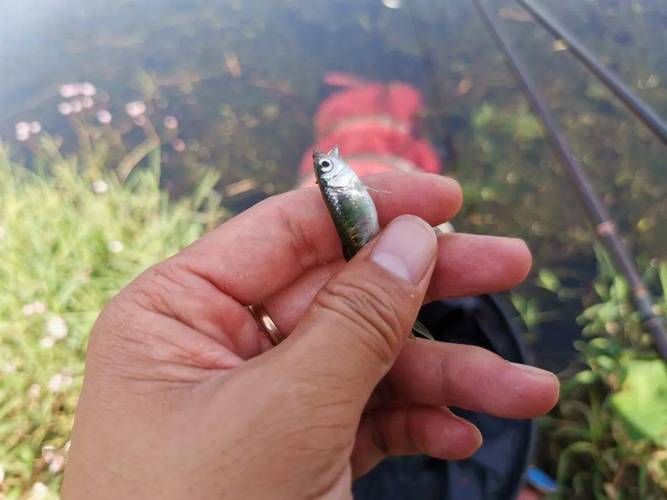 夏季野釣鯉魚草魚餌料配方釣位選擇防小魚鬧窩_夏季高溫釣鯉魚草魚技巧攻略_野釣草魚餌料配方視頻