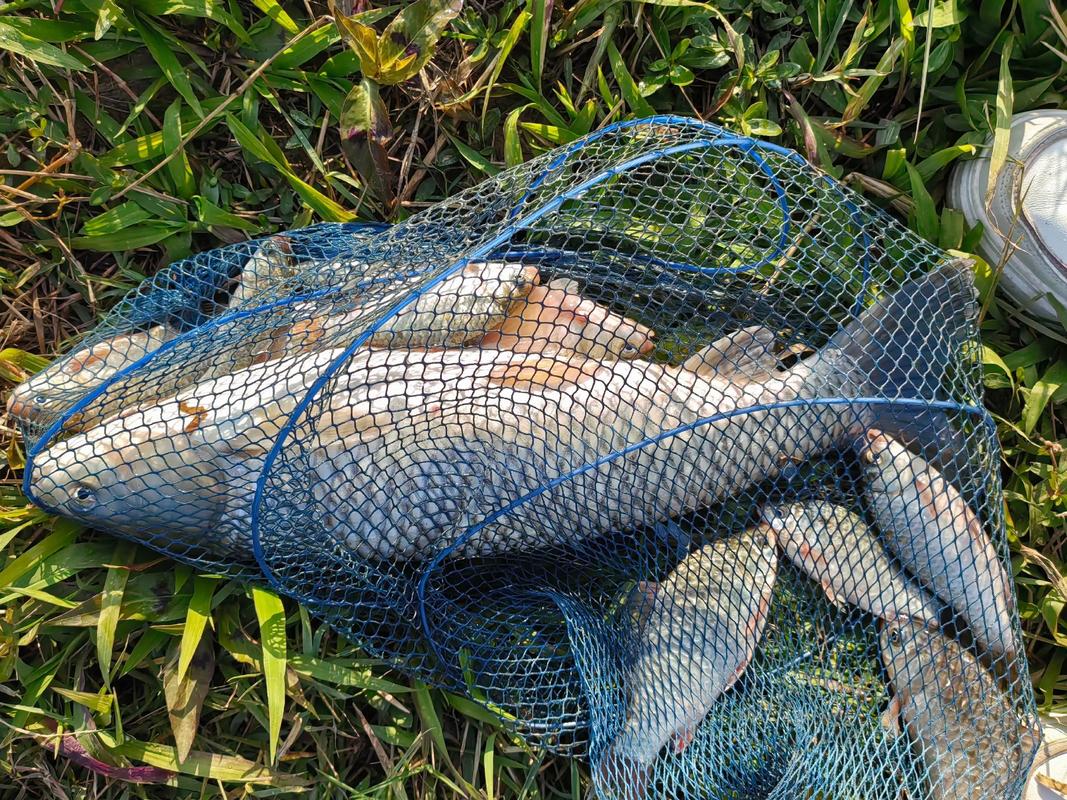 釣魚作文中學篇_釣魚作文小學篇_釣魚大全