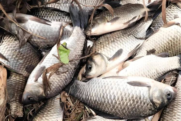 釣大魚裝備選擇_釣大魚技巧_海桿釣魚視頻野釣實戰