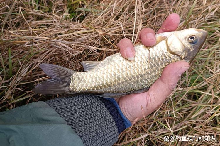 怎樣釣鯽魚上鉤快_冬季垂釣餌料選擇_冬季垂釣技巧