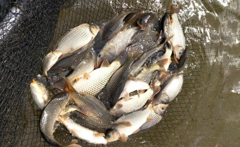 冬天釣鯉魚多_怎樣釣鯽魚上鉤快_如何避免釣鯉魚上鉤