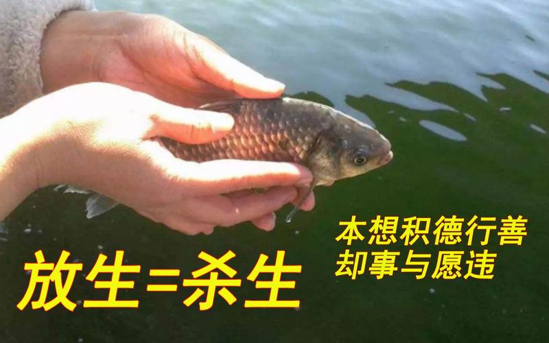 運河放生280條魚_放生魚軌_放生魚怎么運輸