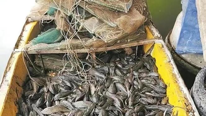 放生魚怎么運輸_放生魚軌_運河放生280條魚