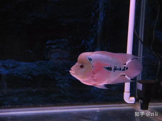 羅漢魚的壽命_羅漢魚壽命_金花羅漢魚壽命