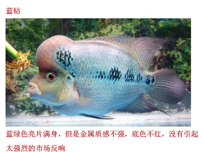羅漢魚壽命_羅漢魚的壽命_金花羅漢魚壽命