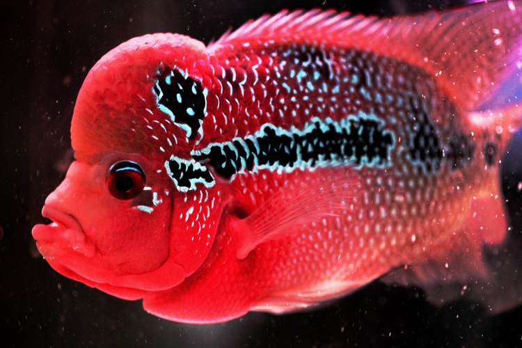 羅漢魚的壽命_金花羅漢魚壽命_羅漢魚壽命