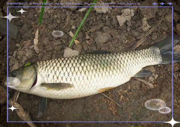 草魚路亞餌選擇技巧_路亞釣草魚用什么餌_路亞釣草魚用什么餌最好的