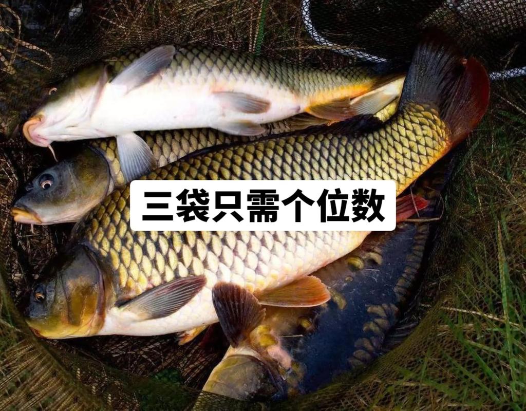 黑坑釣草魚用什么餌最好_釣草魚用什么餌_草魚餌料配方