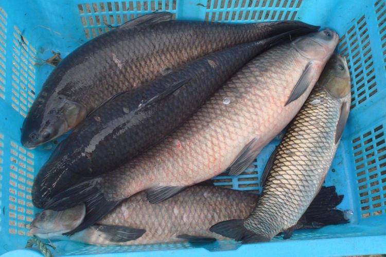 釣青魚技巧_青魚釣點選擇_釣魚的技巧和方法
