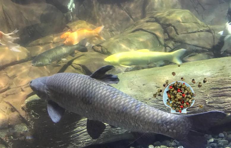 青魚釣點選擇_釣魚的技巧和方法_釣青魚技巧