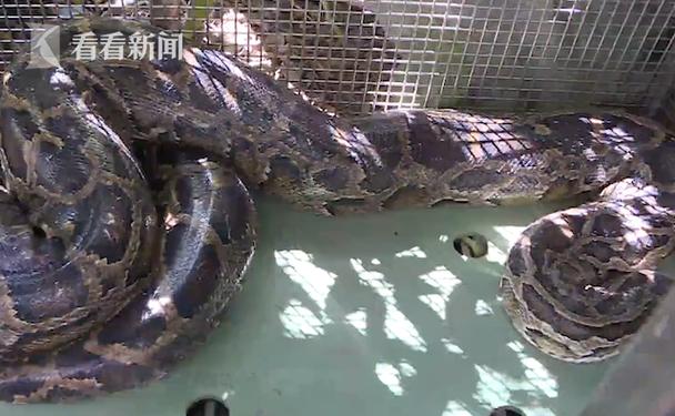 深圳工地現50斤蟒蛇_深圳蟒蛇事件_深圳野生動物出沒