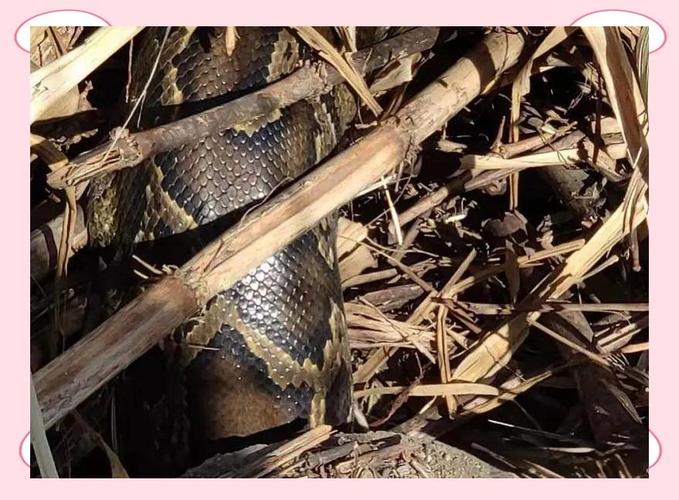 深圳工地現50斤蟒蛇_深圳野生動物出沒_深圳蟒蛇事件