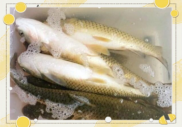 天然素餌草魚釣法_浮釣草魚用什么餌料黑坑_草魚餌料配方