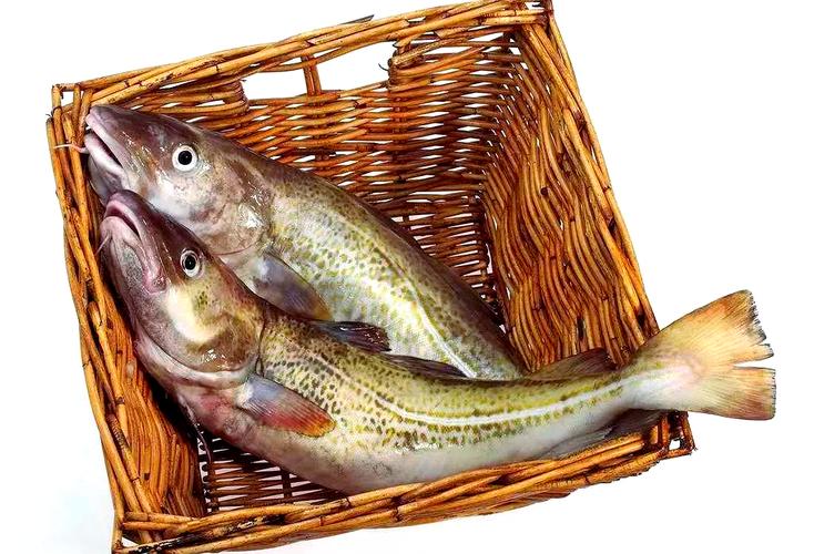 魚油藥用價值_鱸魚的營養價值_魚類營養價值