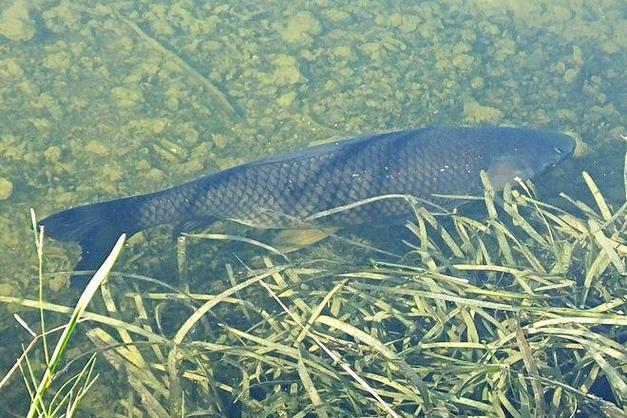 釣草魚用什么餌料好用_草魚夏季垂釣_草魚餌料選擇