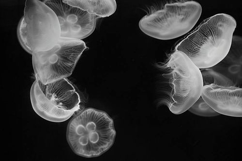 桃花魚_桃花魚圖片_桃花魚和馬口魚的區別