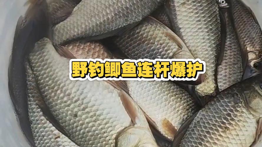 絕招鯽魚民間野釣視頻_民間釣鯽魚特效餌_民間野釣鯽魚絕招
